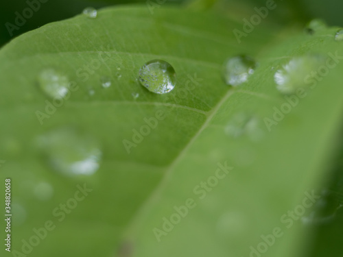 Water balance on leaf Natural green background 
