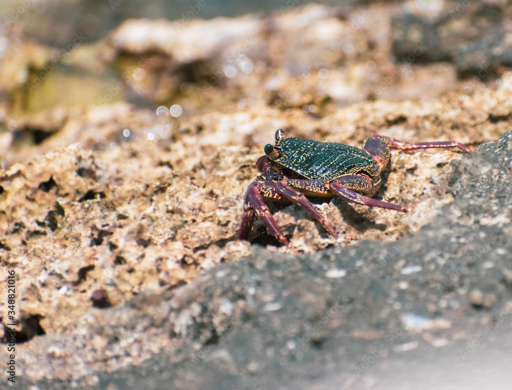 Crab in the sand