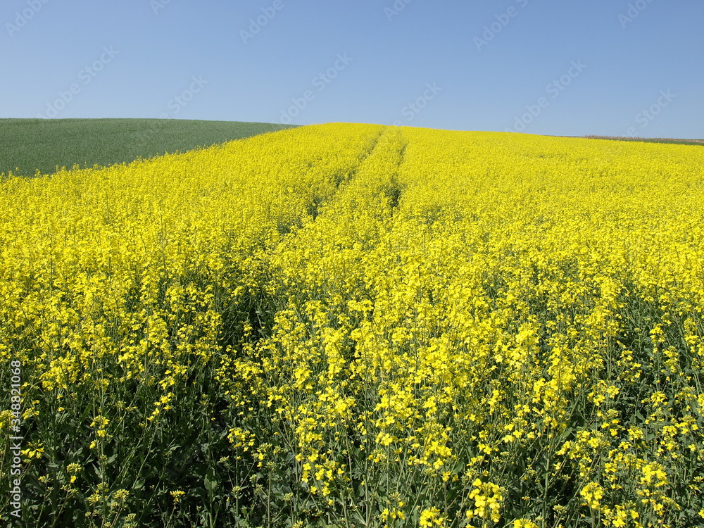 Raps Felder in voller Blüte Raps Felder in voller Blüte