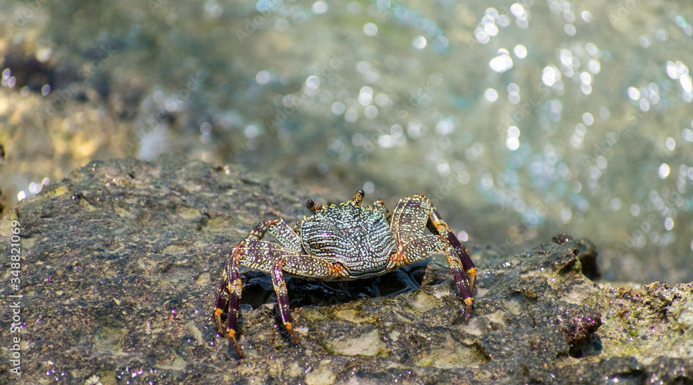 Fototapeta premium Crab life