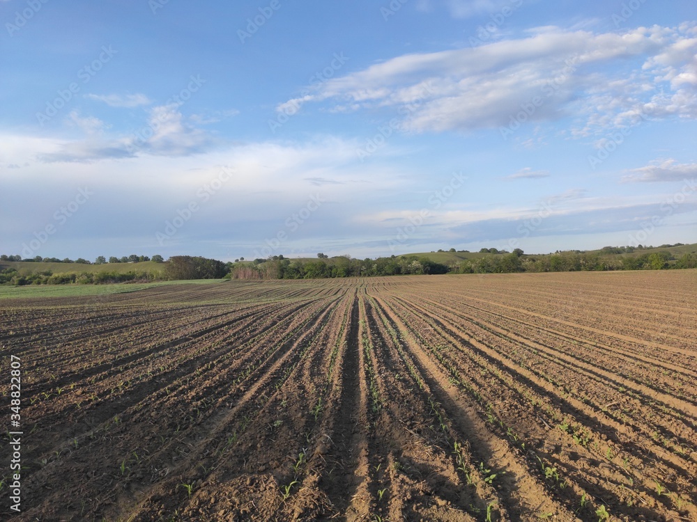 Serbian fertile cropland Banat spring scenery