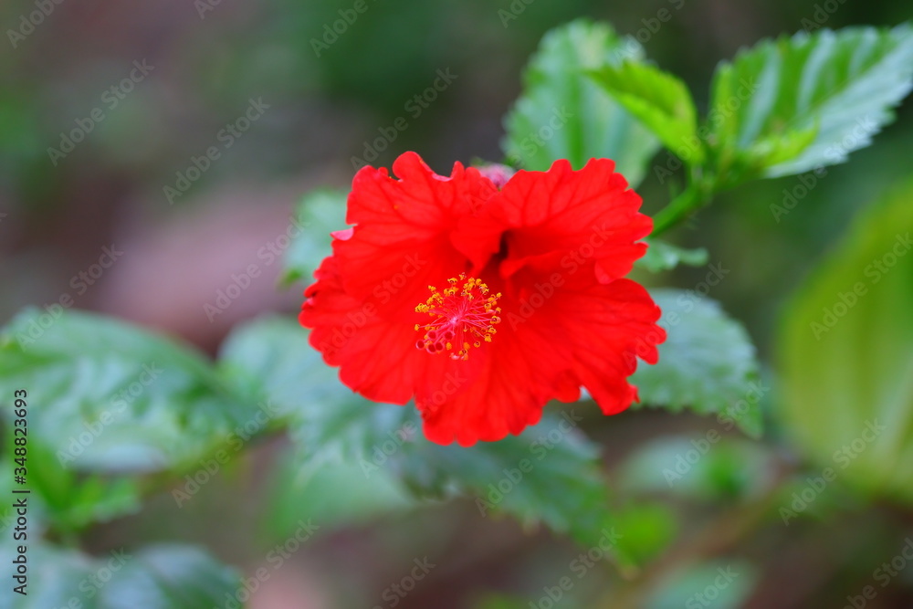 macro view of red yellow nectar blooming on hibiscus flowering plant macro view of red yellow nectar blooming on hibiscus flowering plant