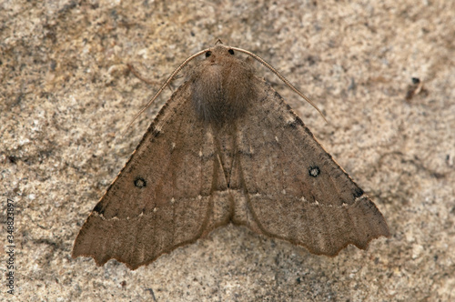 Scalloped Hazel Moth on a wall photo