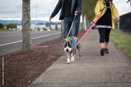 An eye level frontal view of a brindle and white colored Pittie/Bull Terrier mixed breed dog on a leash being walked by two partially visible people - Horizontal format 