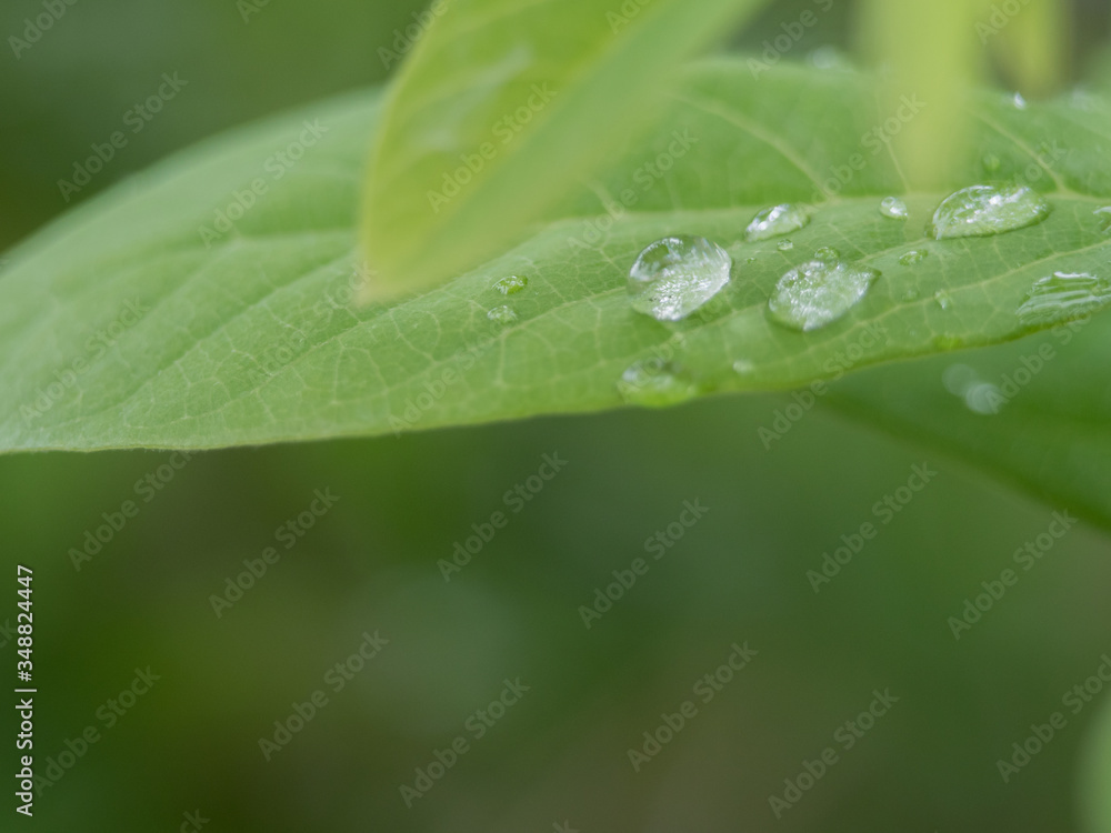 Water balance on leaf Natural green background Water balance on leaf Natural green background