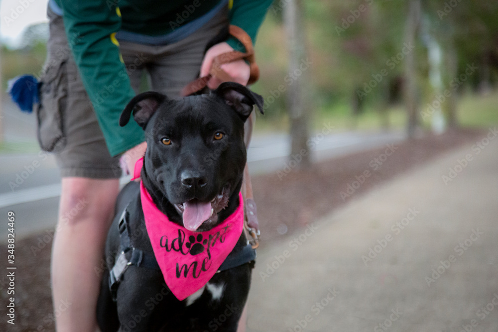 An eye level partial frontal view of a black colored Pittie/Bull Terrier mixed breed dog wearing an An eye level partial frontal view of a black colored Pittie/Bull Terrier mixed breed dog wearing an