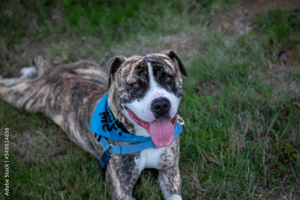 A slight downward view of a brindle and white colored Pittie/Bull Terrier mixed breed dog wearing a bandanna, laying on the grass
A slight downward view of a brindle and white colored Pittie/Bull Terrier mixed breed dog wearing a bandanna, laying on the grass