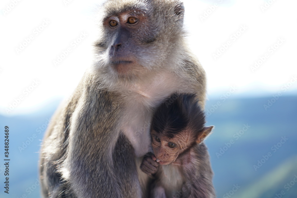 Fototapeta premium Wild monkeys in the mountain