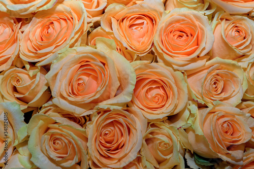 Background of bouquets of flowers. Roses. Design. Close up.