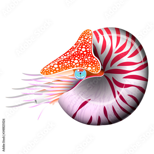 Chambered Nautilus Pompilius. Mollusc cephalopod, animal, marine. Realistic vector illustration.