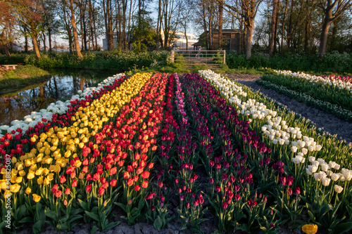 Different contrasting colors of tulips
