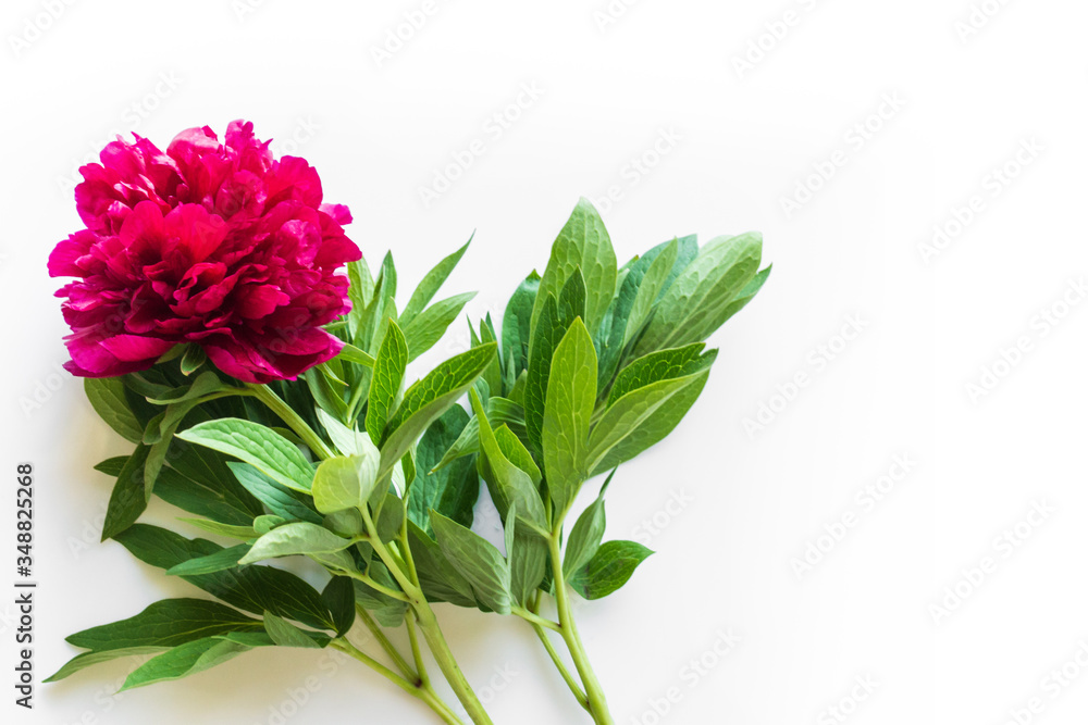 burgundy peony flower on a white background burgundy peony flower on a white background