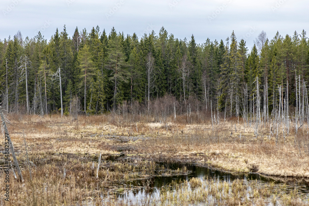 marshy swamp with water on the background of the distant dry forest of firs
