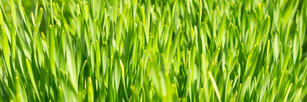 Close-up panoramic image of green grass for background. Selective focus