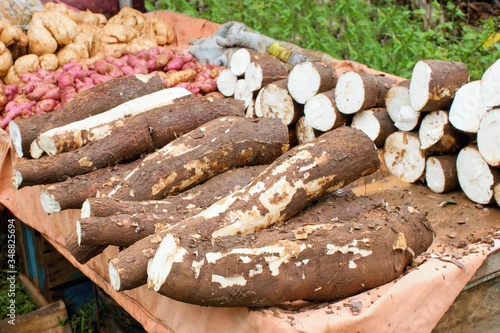 Obraz na płótnie Fresh maniok or tapioca in the market (Manihot esculenta)