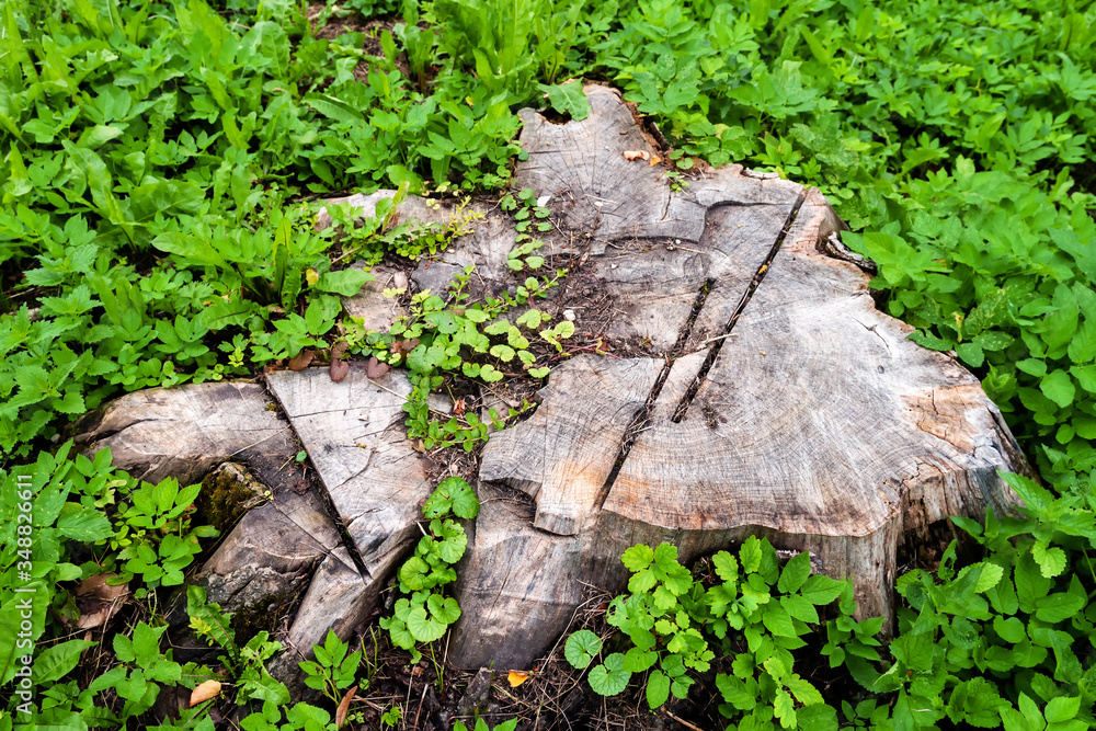 Fototapeta premium stump of a cut tree