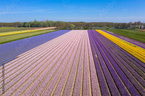 Drone photo of high-contrast colored tulip fields in the vicinity of the Keukenhof #348826645