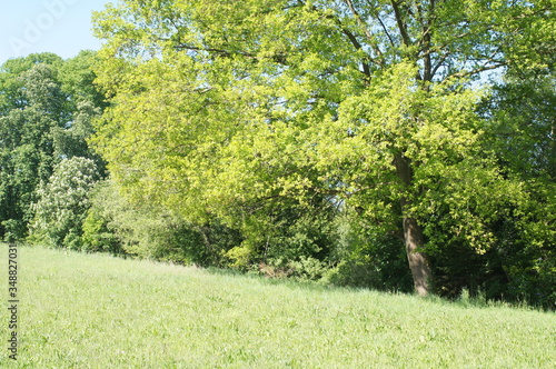 ein Eichenbaum,Eine Eiche photo