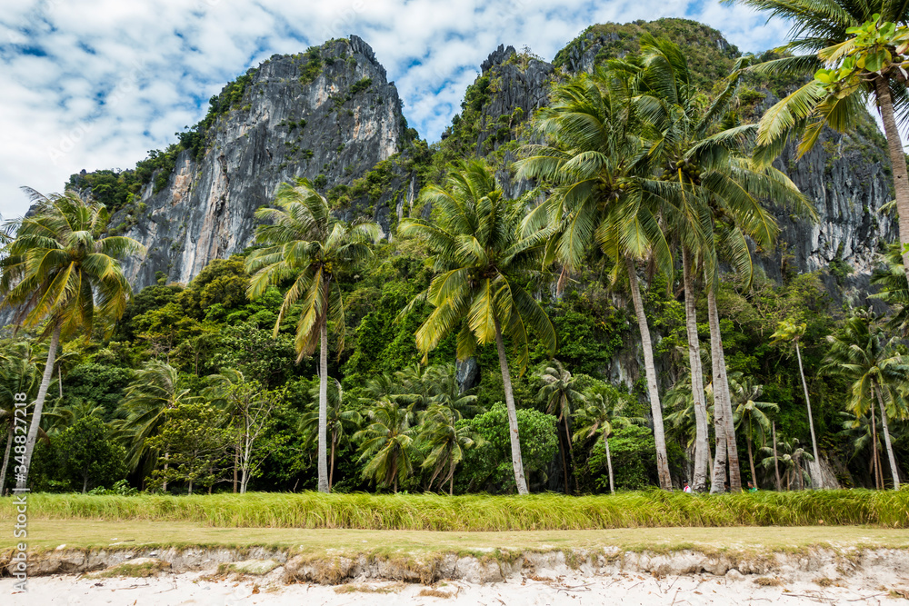 Fototapeta premium palm trees on the beach in philippines
