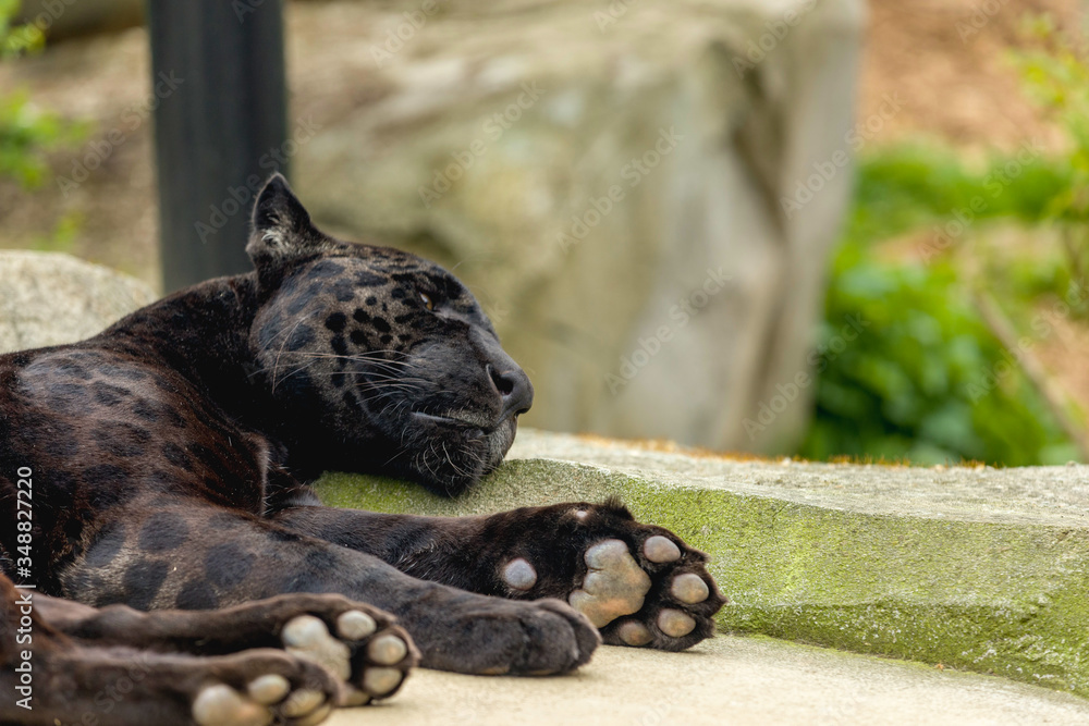 Fototapeta premium jaguar black