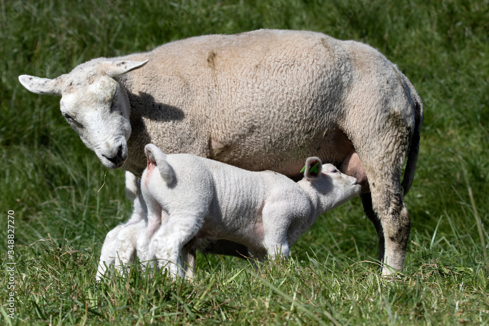 Single young white lamb drinking milk by his mother Single young white lamb drinking milk by his mother