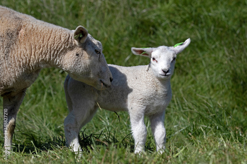 Young lamb in the sunny spring