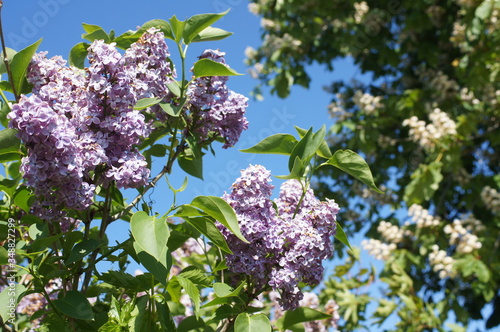 Alter Fliederbaum schöne lila Blüten photo