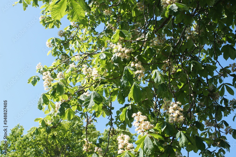 Blüten eines Kastanienbaumes draußen selten
