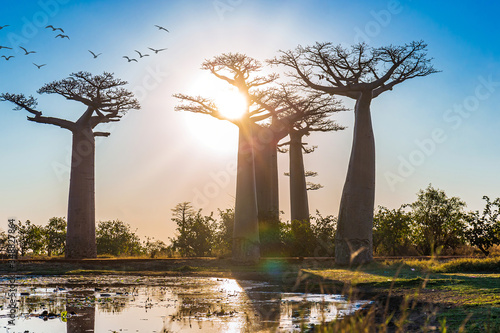Tablou canvas Beautiful Baobab trees at sunset at the avenue of the baobabs in Madagascar