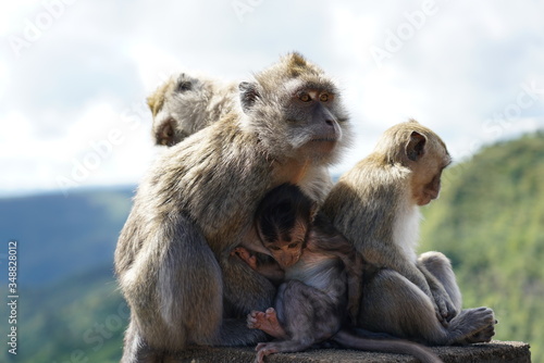 Wild monkeys in the mountain
