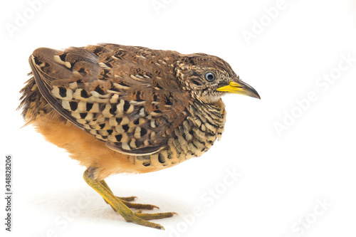 A male barred buttonquail or common bustard-quail (Turnix suscitator) isolated on white background photo