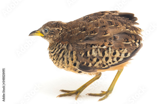 A male barred buttonquail or common bustard-quail (Turnix suscitator) isolated on white background photo