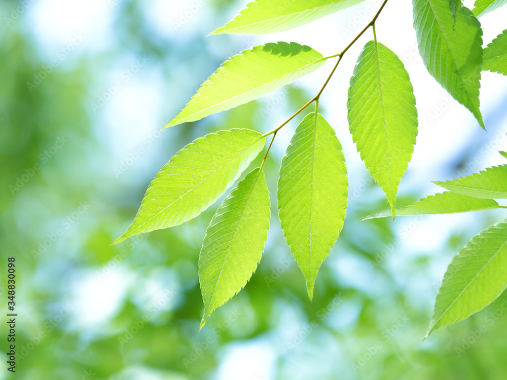 新緑のケヤキの葉