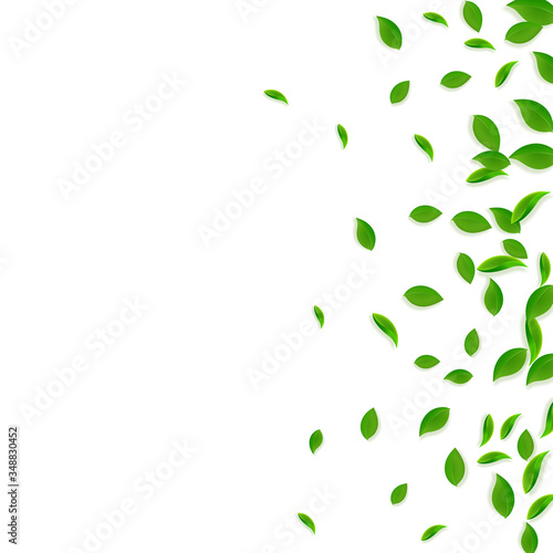 Falling green leaves. Fresh tea chaotic leaves fly