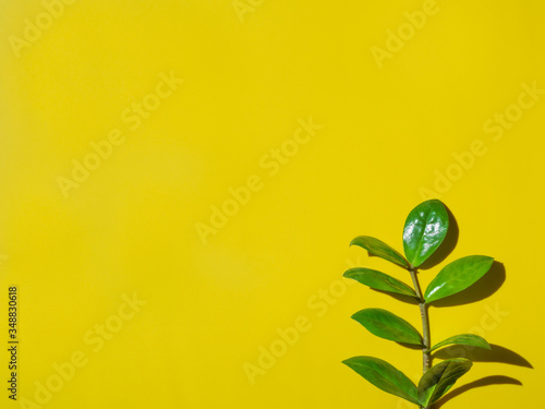 green plant leaves on yellow background design template with copy space, horizontal