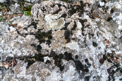 lichen on a flat stone forms a contrasting texture, the concept of texture and patterns of nature photo