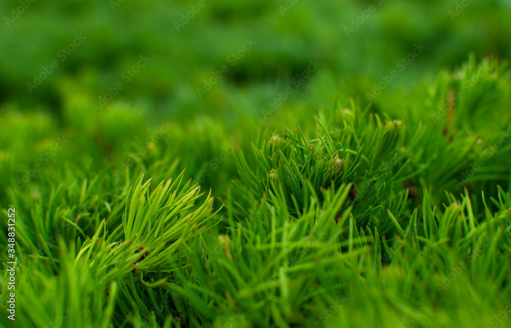 Texture of green needles. Natural art background Texture of green needles. Natural art background