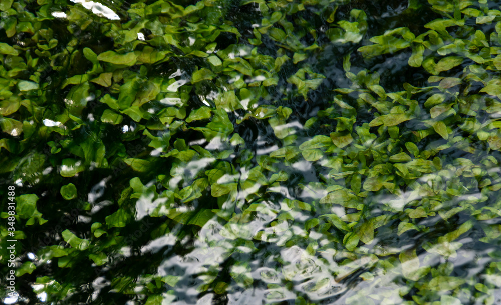 Fototapeta premium Green plants under water