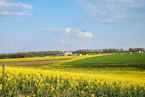 Beautiful yellow rapeseed field landscape. Countryside village rural natural background .Green and yellow plants on brown ground and blue sky with clouds. Nature protection concept.