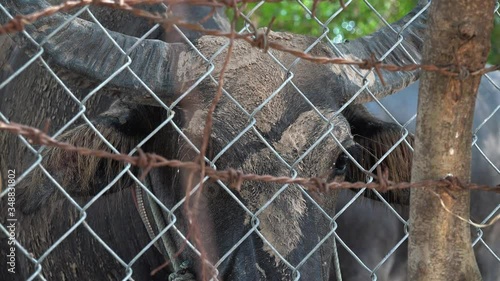 Water Buffalo Behind A Barbed Wire and Chain Link Fence photo