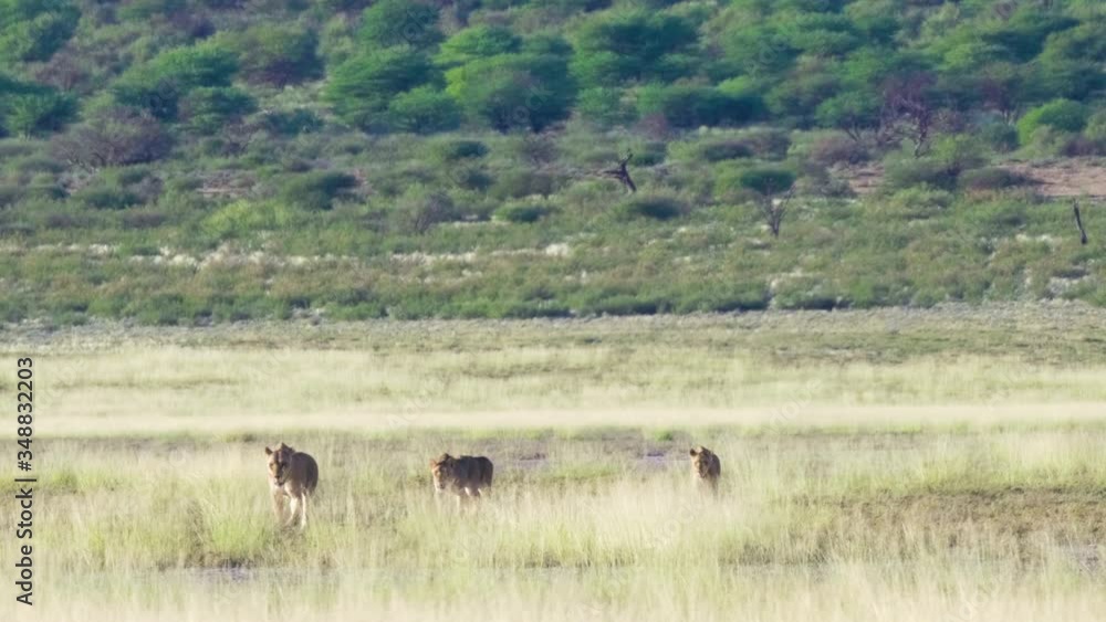 Lioness With Three Lioness Cubs Walking Across The Field On A Sunny Day In Kgalagadi Transfrontier Park, Botswana. - wide shot Lioness With Three Lioness Cubs Walking Across The Field On A Sunny Day In Kgalagadi Transfrontier Park, Botswana. - wide shot