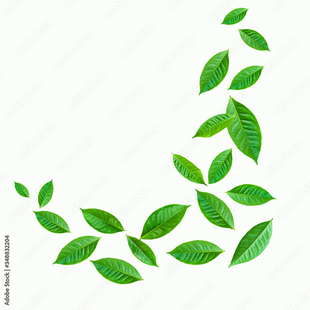 fresh green tea plant leaf on white background for design elements, Flat lay