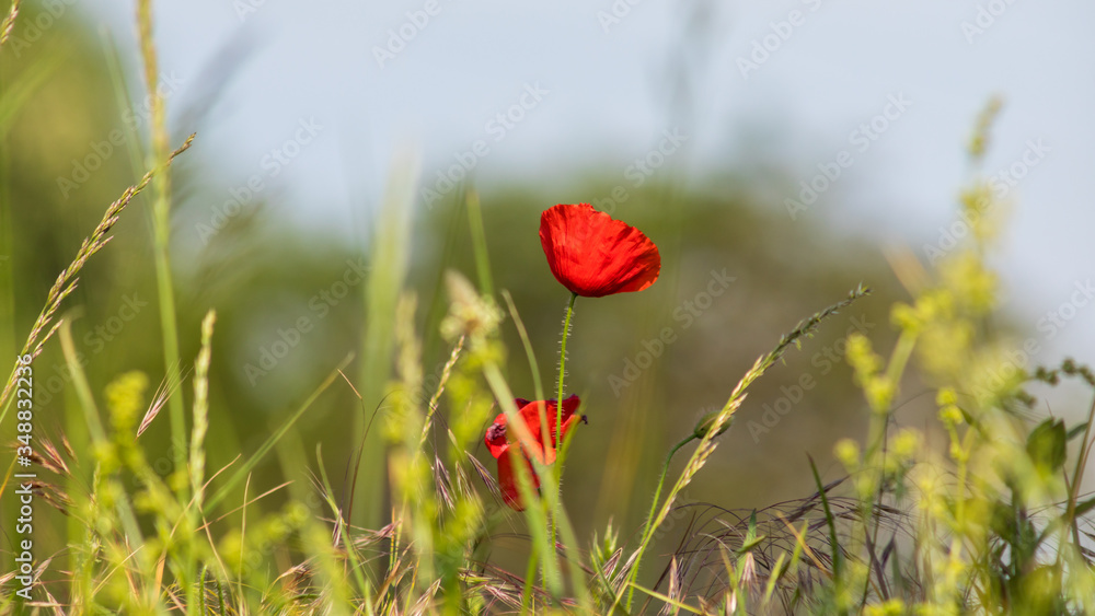 Photography of red Poppies in the french countryside Photography of red Poppies in the french countryside