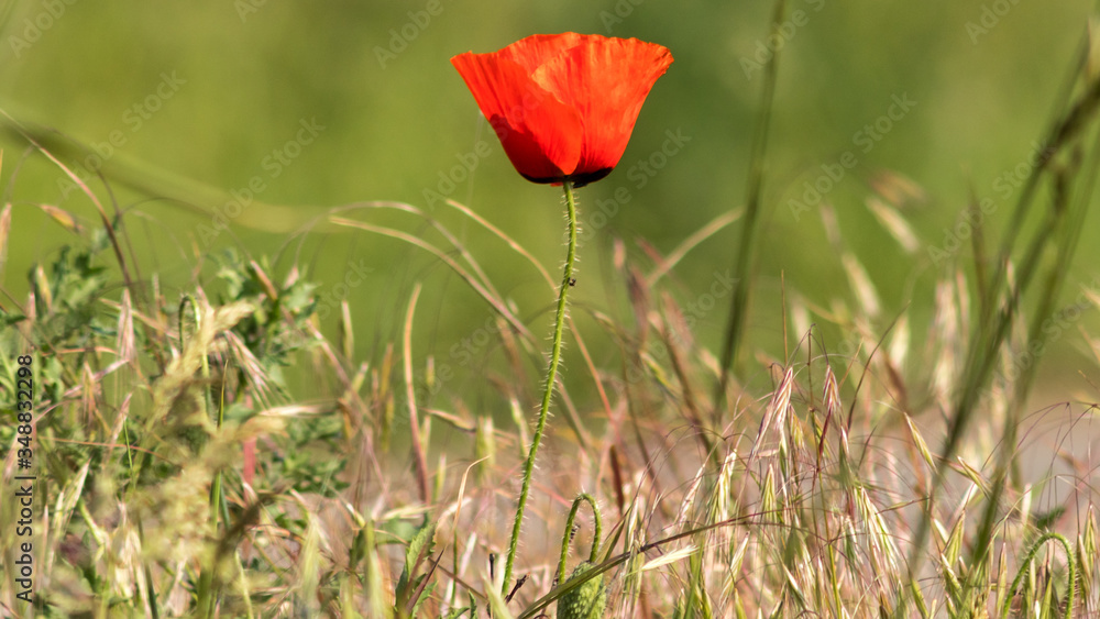 Photography of red Poppy in the french countryside Photography of red Poppy in the french countryside