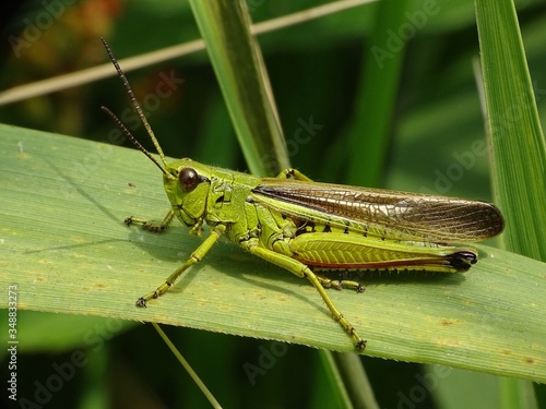 Obraz na plátně Close-up Of Grasshopper On Plants