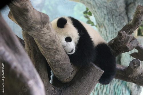 Cute Sleeping Panda on the Tree