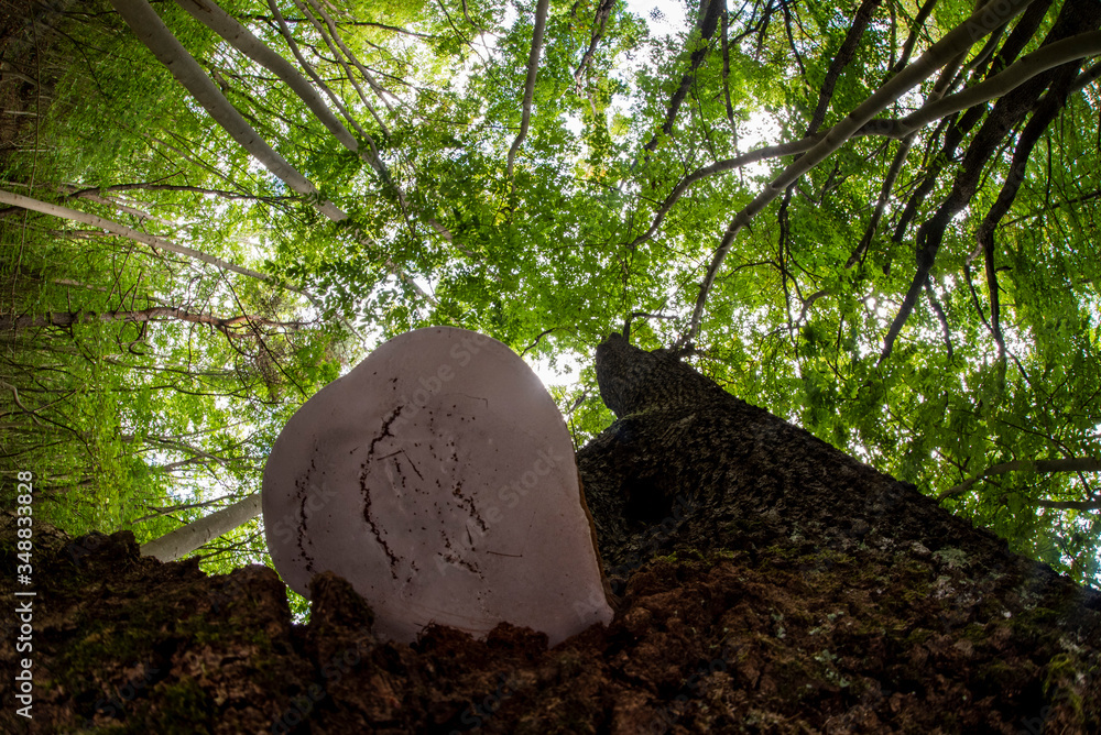 Funghi Stock Photo | Adobe Stock