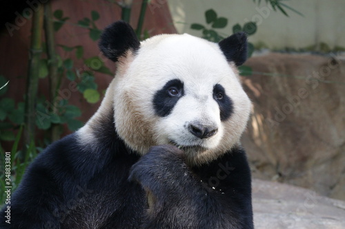 Close up panda's Face, Guangzhou, China