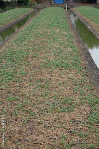 Kale seedlings are planted in rows of vegetable grooves.