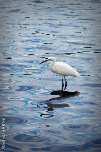 White heron in the lake waters